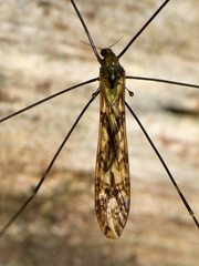 Discobola tessellata