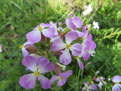 Raphanus sativus raphanistroides