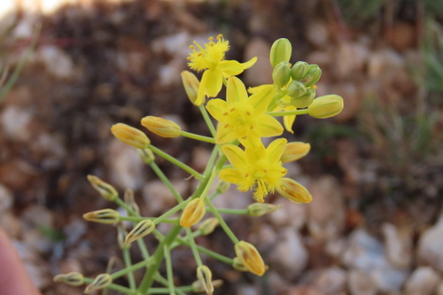 Bulbine angustifolia