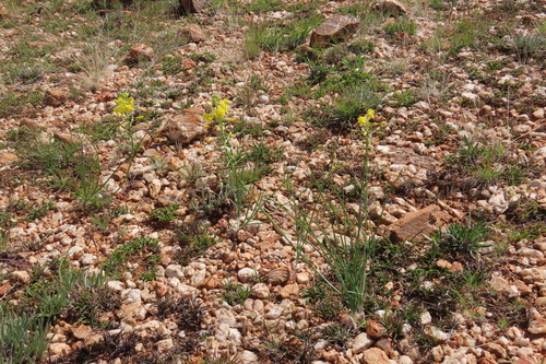 Bulbine angustifolia