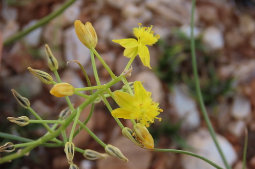 Bulbine angustifolia