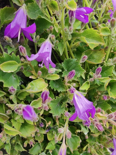 Dalmatian bellflower