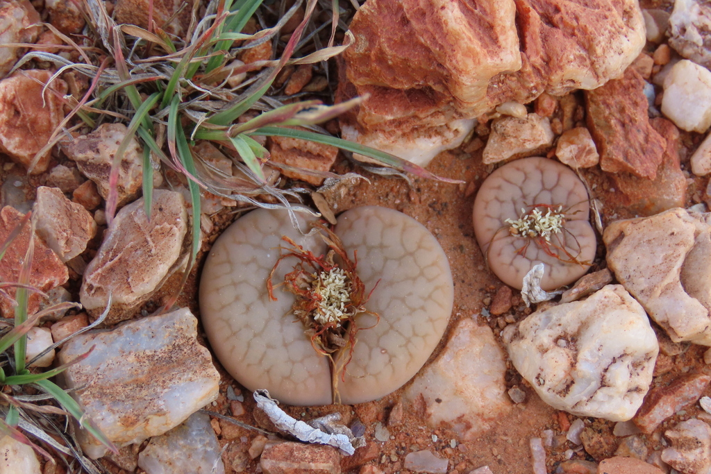 Lithops pseudotruncatella