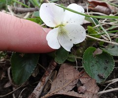 Viola