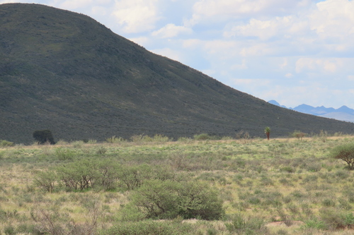 Aloe littoralis, photograph 4