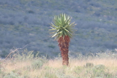 Aloe littoralis, photograph author not stated, no rights reserved