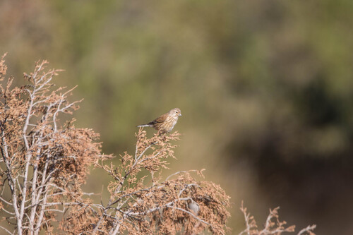 Eurasian Linnet