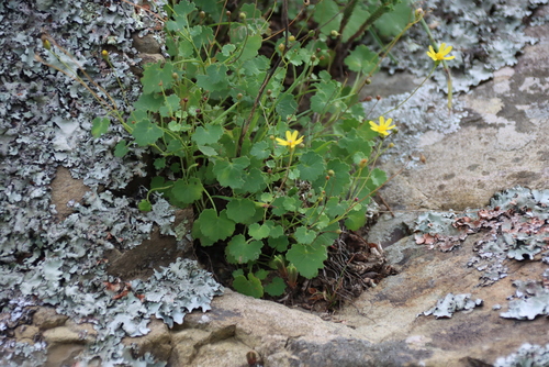 Cineraria geifolia, photograph 2