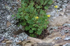 Cineraria geifolia, photograph (c) Tony Rebelo, some rights reserved (CC BY-SA)