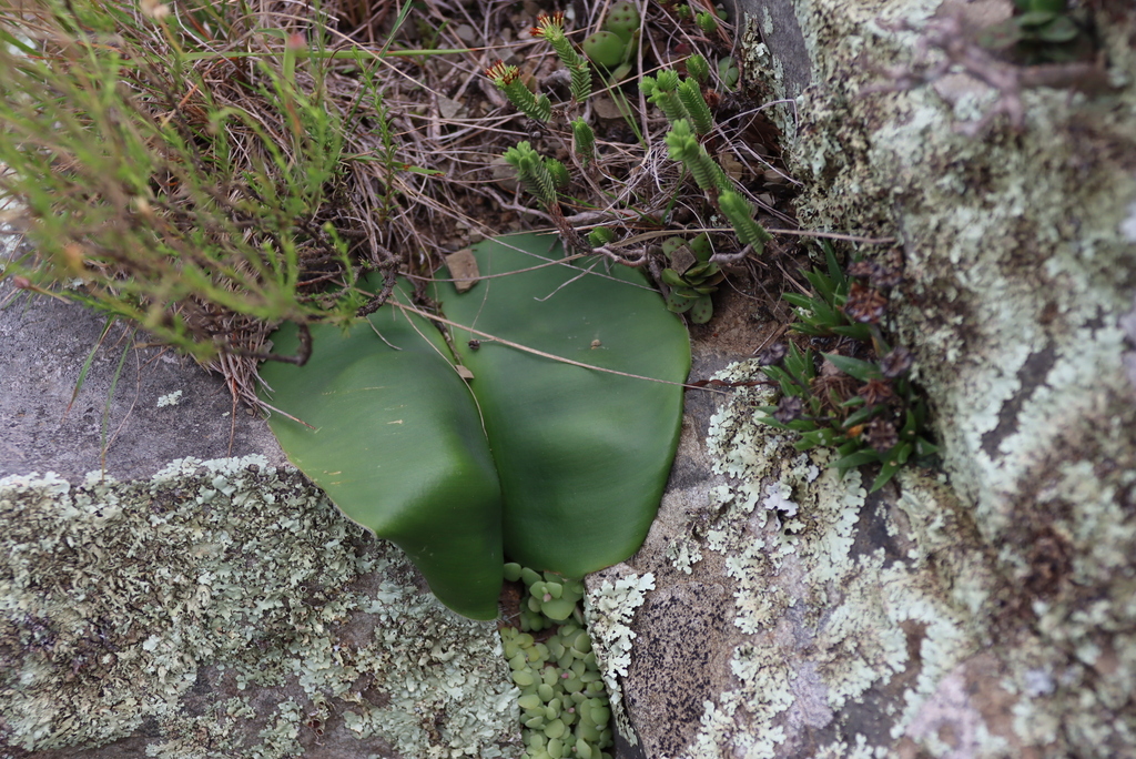 Haemanthus carneus,  Track up Boschberg, ridge e Rooikrans, upper steep slopes, Glen Avon