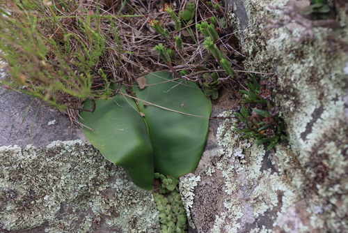 Haemanthus carneus