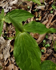 Trillium viridescens