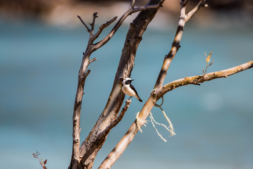 Eastern Black-eared Wheatear