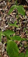Trillium viridescens