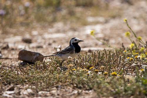 White Wagtail