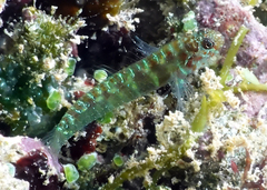 Twinspot Dwarfgoby photo 5