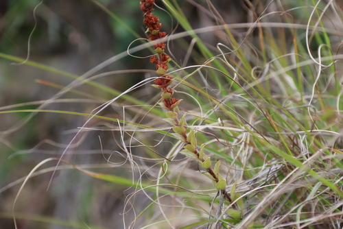 Crassula obovata