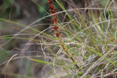 Crassula obovata
