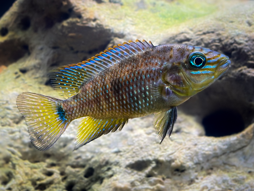 Chiapa de Corzo Cichlid