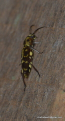 Xylotrechus subscutellatus