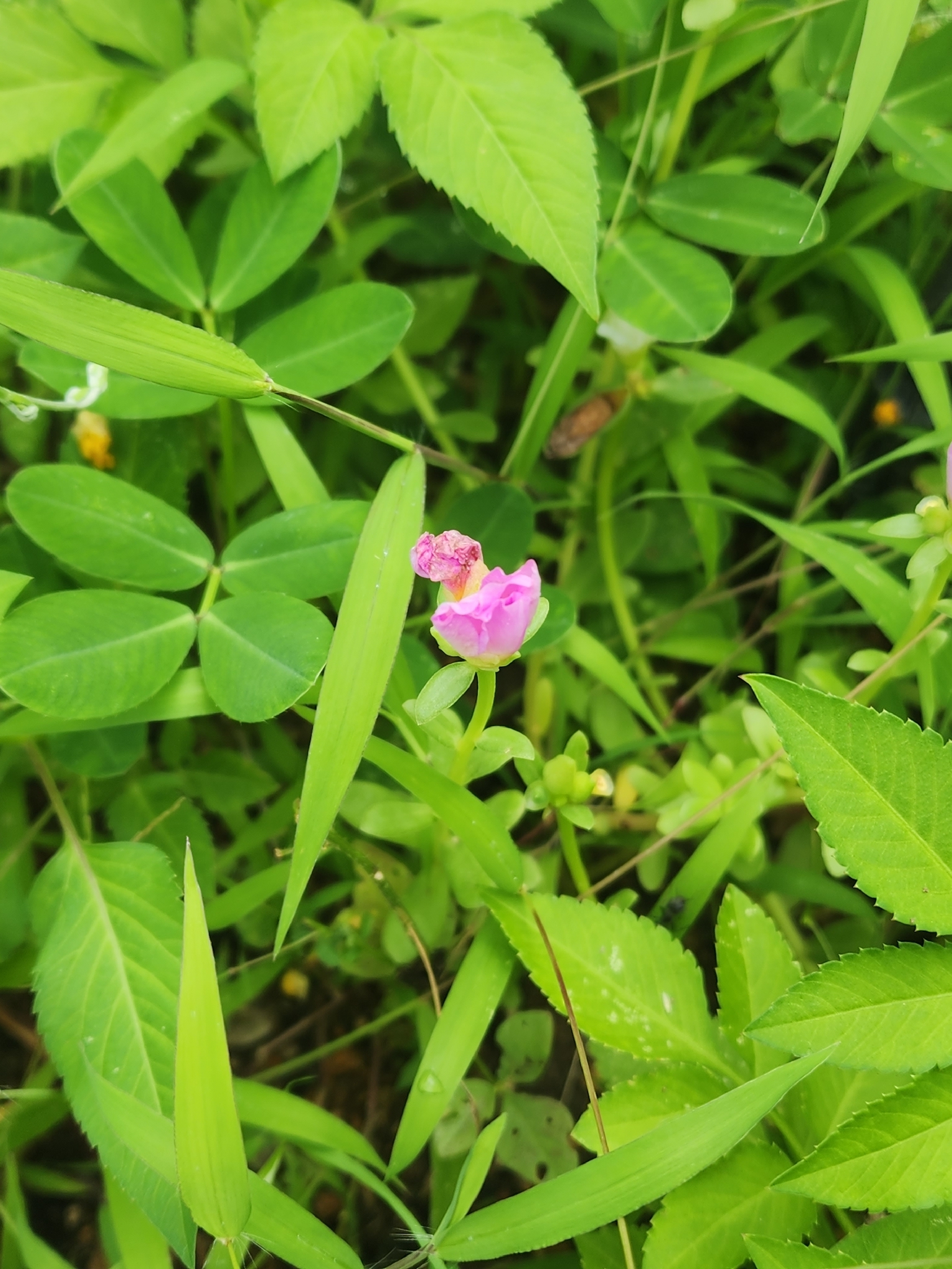Torenia fournieri (Torenia fournieri)