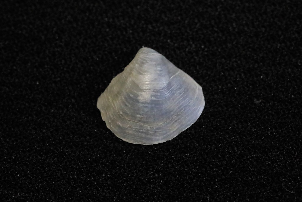 Myadora brevis