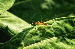 Polypedates cruciger