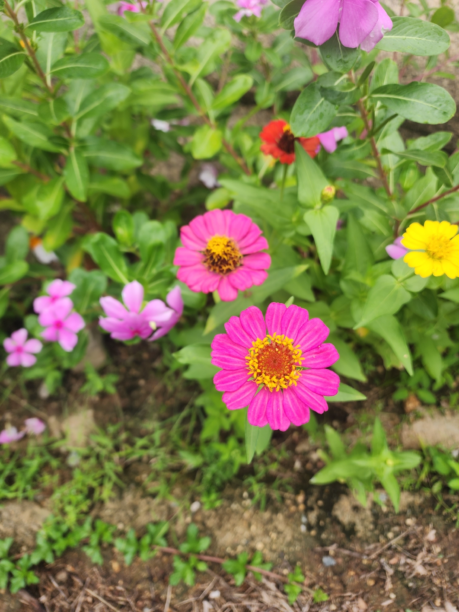 Zinnia elegans — ảnh 2