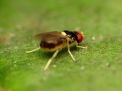 Gaurax apicalis