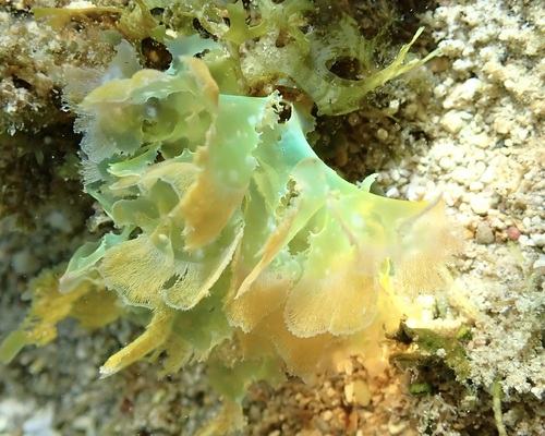 Martensia observed 2026-05-01