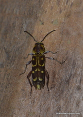 Xylotrechus subscutellatus