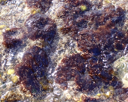 Tolypiocladia glomerulata observed 2026-05-01