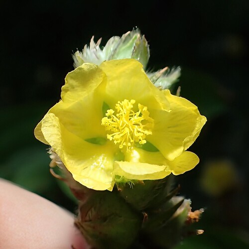Malvastrum americanum, 2026-05-01
