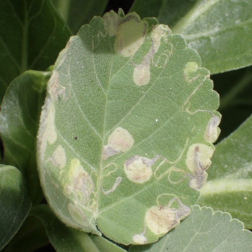 Philodoria marginestrigata observed 2026-05-05
