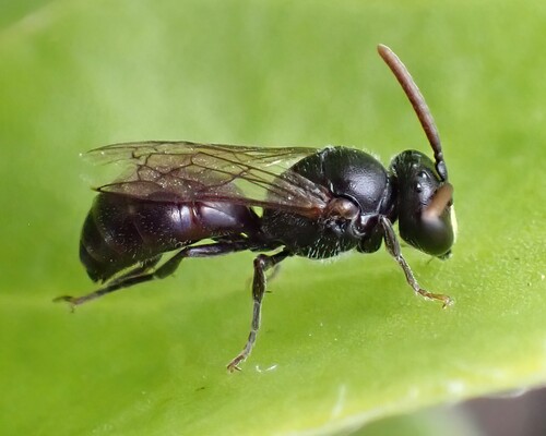 Hylaeus anthracinus observed 2026-05-05