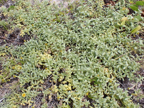 Lipochaeta integrifolia, photograph 2