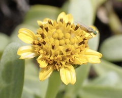 Lipochaeta integrifolia