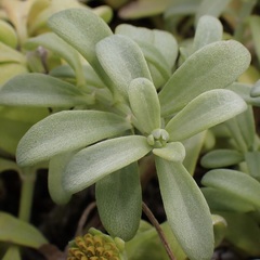 Lipochaeta integrifolia, photograph (c) Thomas Irvine, some rights reserved (CC BY)