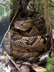 Crotalus totonacus