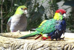 Purpureicephalus spurius