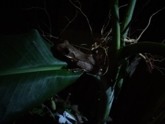 Polypedates cruciger