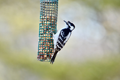 Dryobates pubescens pubescens