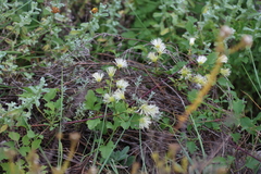 Clematis brachiata, photograph (c) Tony Rebelo, some rights reserved (CC BY-SA)