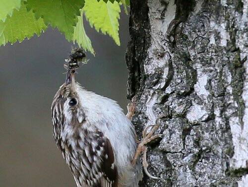 Short-toed Treecreeper, Kerkelanden, Hilversum, Netherlands, photo 10 of 10
