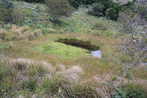 Juncus lomatophyllus, photograph 6