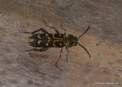 Xylotrechus subscutellatus