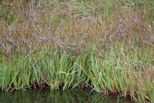 Juncus lomatophyllus, photograph 5