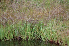 Juncus lomatophyllus, photograph (c) Tony Rebelo, some rights reserved (CC BY-SA)