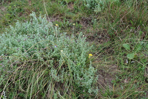 Helichrysum odoratissimum, photograph 5