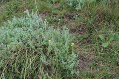 Helichrysum odoratissimum, photograph (c) Tony Rebelo, some rights reserved (CC BY-SA)